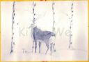 00644-KiMaWe~0.JPG